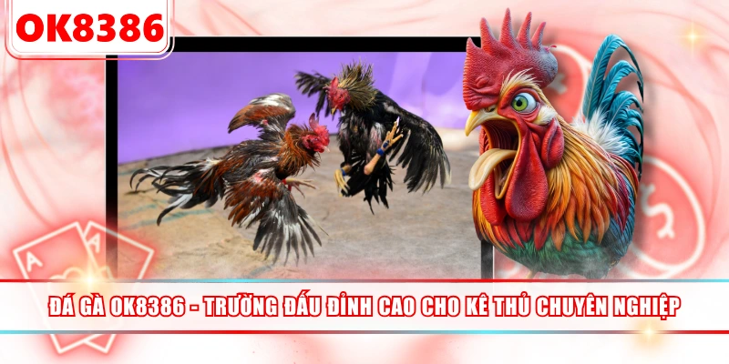 Đá Gà OK8386 - Trường Đấu Đỉnh Cao Cho Kê Thủ Chuyên Nghiệp